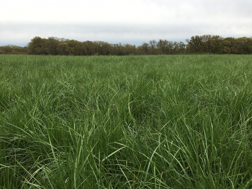 New summer-dormant tall fescue variety released