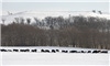 Increase diet energy for cows during extreme weather