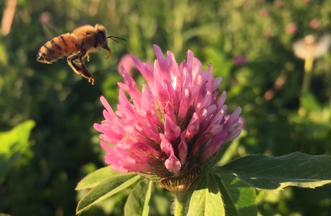 A bee approaches a clover plant. Iowa State scientists are studying if placing honeybee hives near prairie will help them kee