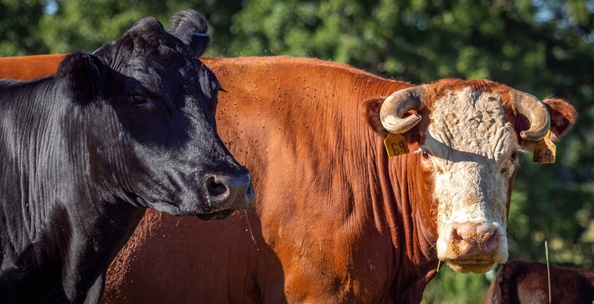 Oklahoma State horned cattle.jpg