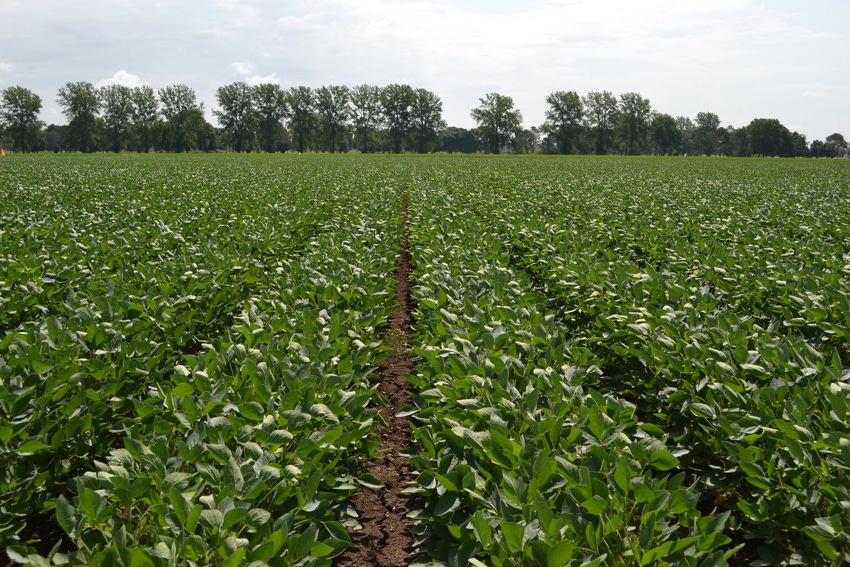 CROP PROGRESS: Conditions virtually unchanged