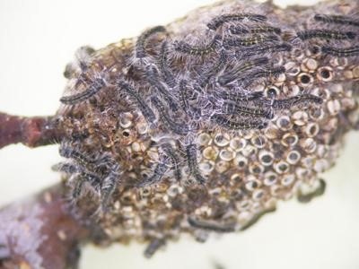 Eastern tent caterpillar egg hatch expected soon in central Kentucky