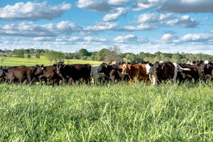 New method developed for monitoring pasture nutrients