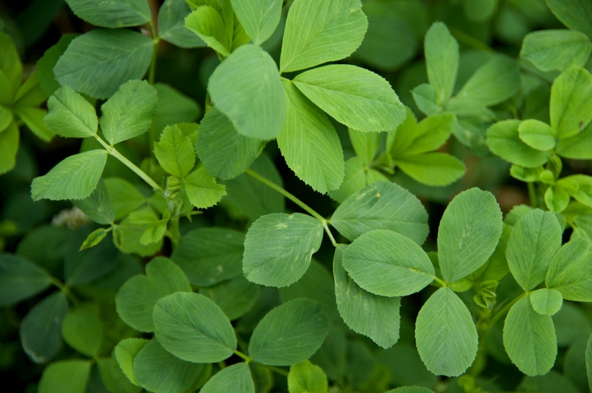 USDA announces $1.9m for alfalfa, forage research