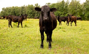University of Arkansas beef cattle.jpg