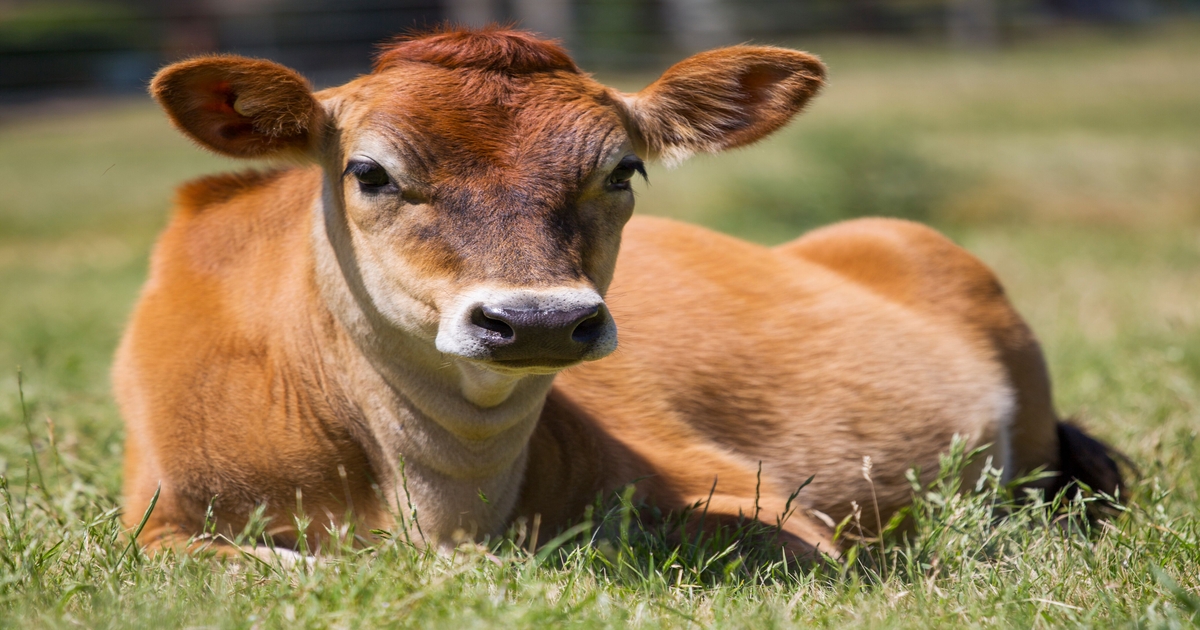 First Genomic Test for Jersey Cattle Launched by Zoetis