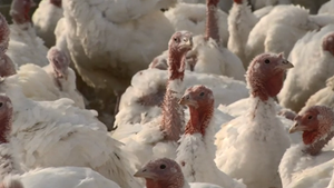 This Week in Agribusiness - Talking turkey