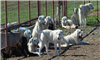 Livestock guardian dogs brought to west Texas ranches