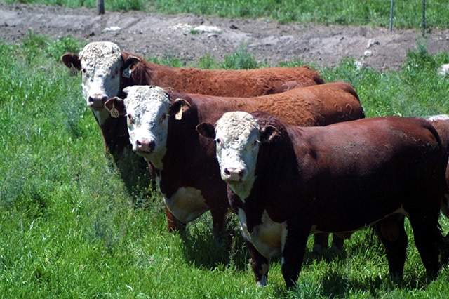 Online cattle database aids genome analysis