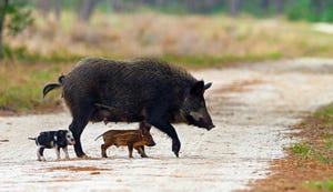 A feral hog and two piglets