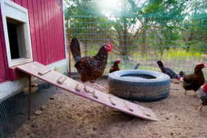 N&H TOPLINE: Small flock biosecurity important to protect against avian flu