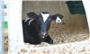Keep calves healthy by reducing pathogen exposure