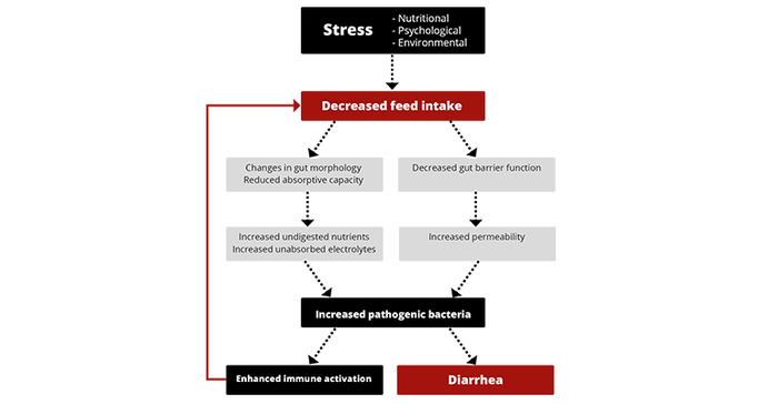 Figure-2.-Schematic-diagram-illustrating-the-effects-of-stress-in-weaned-piglets.png