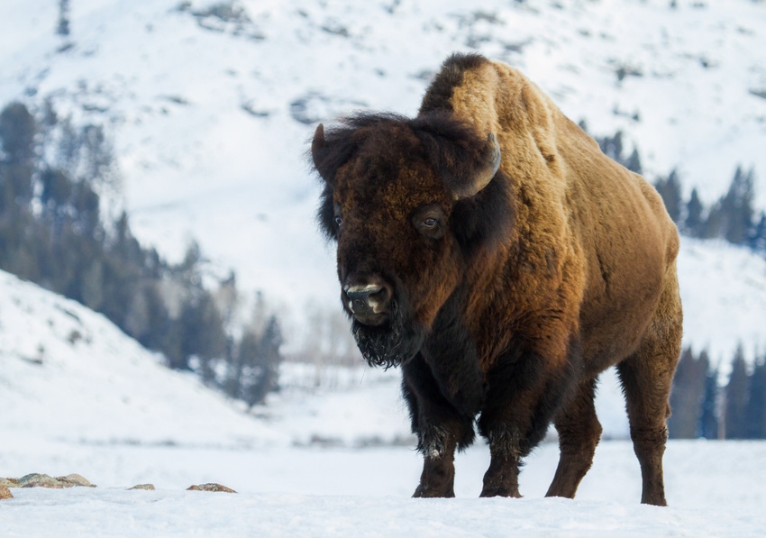 Bison may better digest fibrous feeds