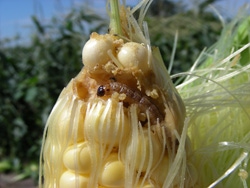 Benefits of Bt corn adoption quantified across variety of crops