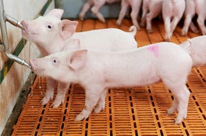 Newly weaned pigs may compensate for temporary lysine restriction