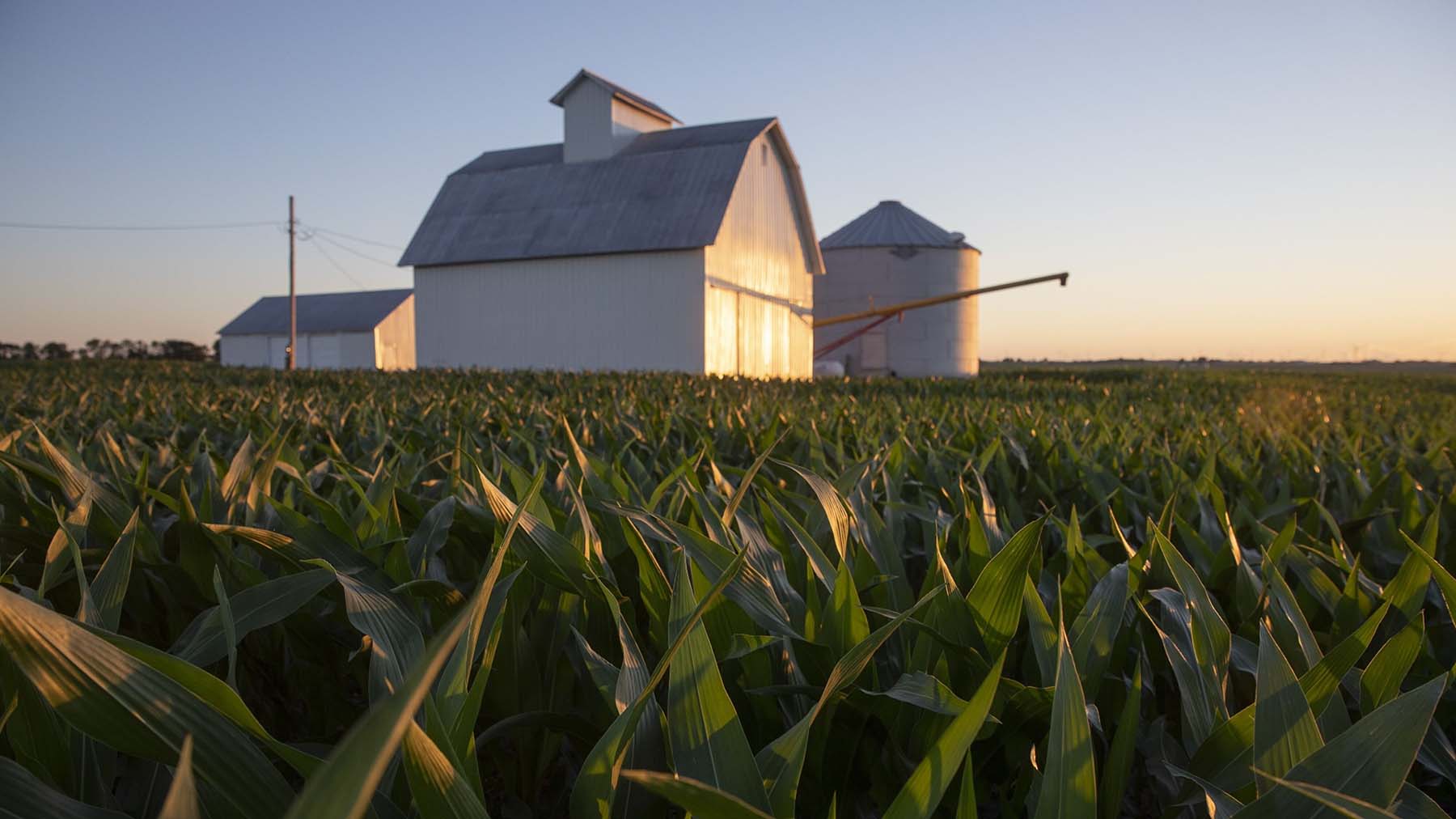 Biden's biofuel push risks dethroning corn as king - Vimarsana News