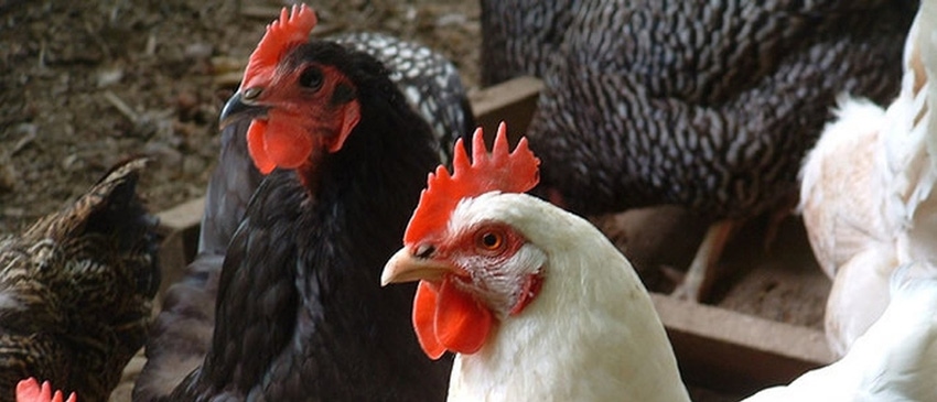 New chicken immune cell increases susceptibility to Marek's disease