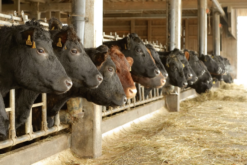 cattle in a row_Smileus_iStock-Thinkstock.jpg