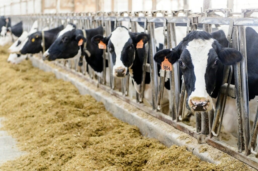 U Wisconsin Roxbury dairy cows.jpg