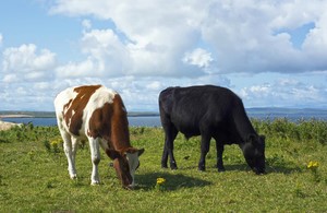 U.K. detects bluetongue virus in two imported cattle