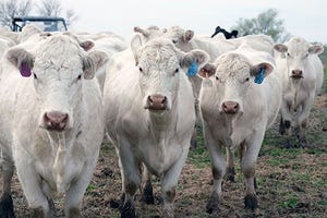 Kansas State white heifers.jpg