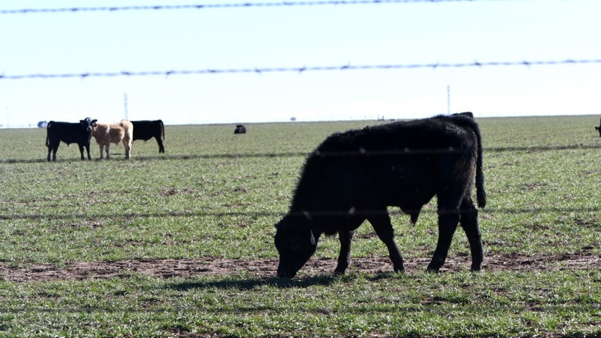 Texas AM cattle grazing wheat.jpg