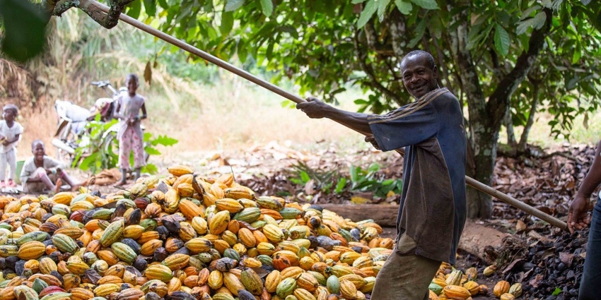 cocoa farm worker.jpg