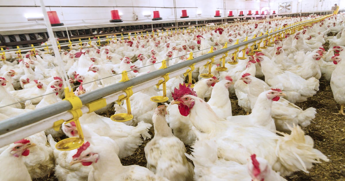 dsm-firmenich launches poultry gut health diagnostic service