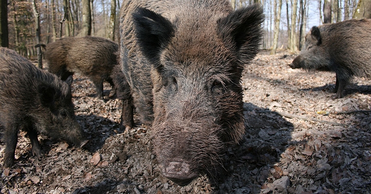 New Usda Video Series Highlights Feral Swine Damage