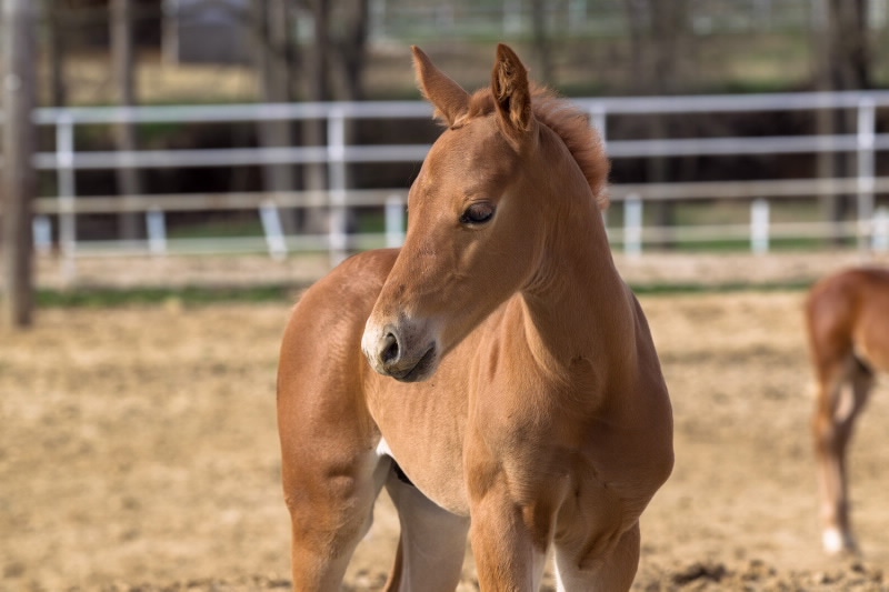 Success is possible with orphan foals