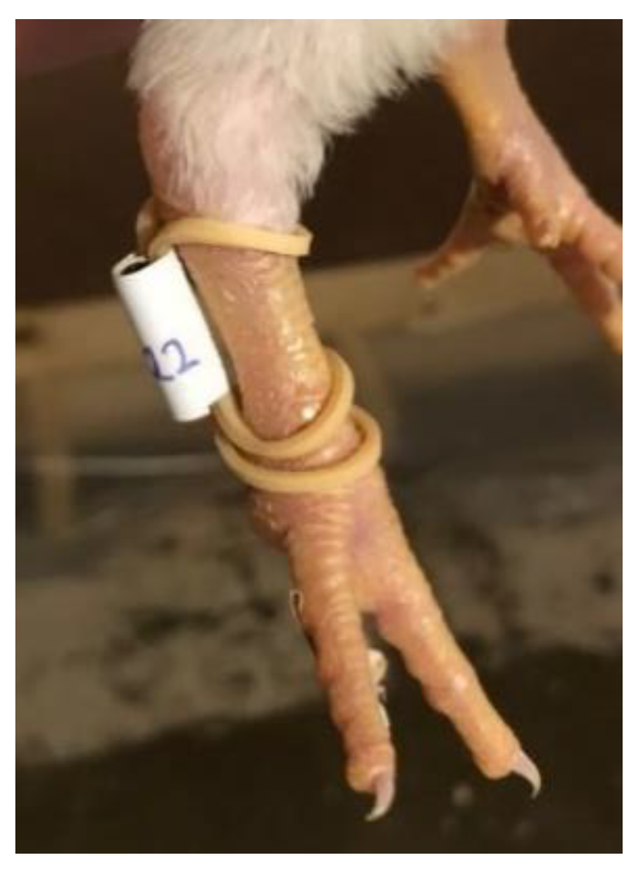 RFID tag on broiler chicken leg