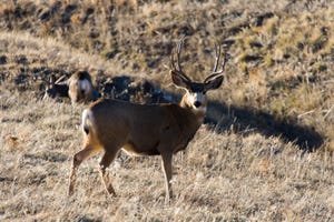 Test for CWD may give insights into human brain ailments