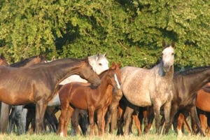 N&H TOPLINE: 'Winter foals' smaller than summer-born foals