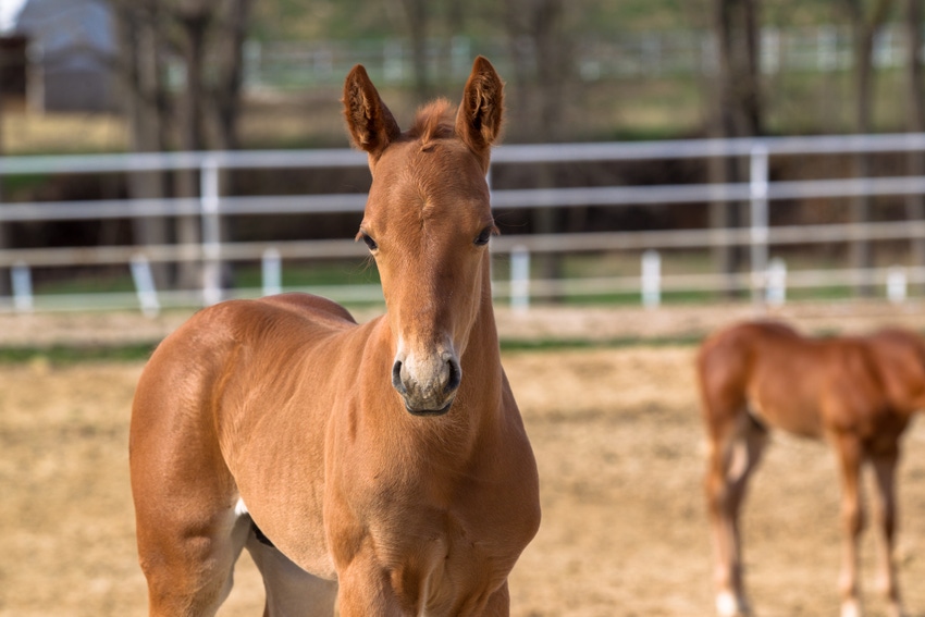 Feeding foals after weaning