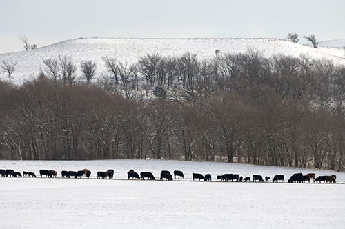 increase_diet_energy_cows_during_extreme_weather_1_635888833209672000.jpg