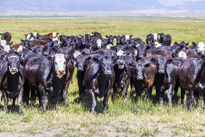 N&H TOPLINE: Forage mixtures may improve cattle backgrounding systems
