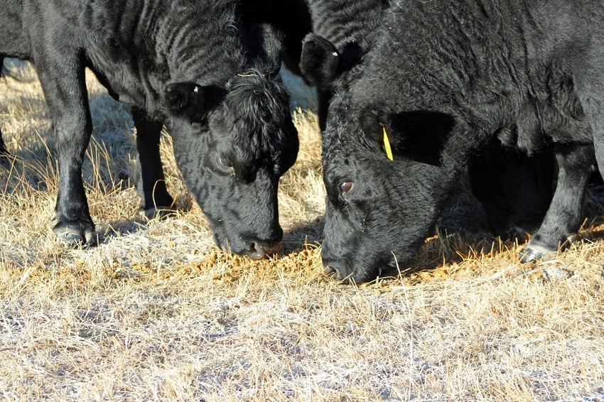 University of Nebraska Walz DDG cattle.jpg