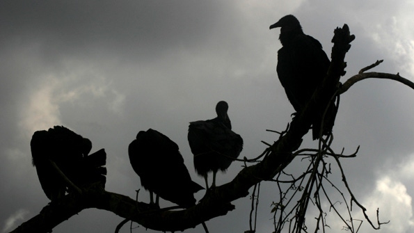 Cattle producers take on black vultures