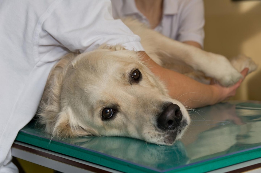 Food allergies: Animals, people may have more in common than thought Food allergies: Animals, people may have more in common than thought