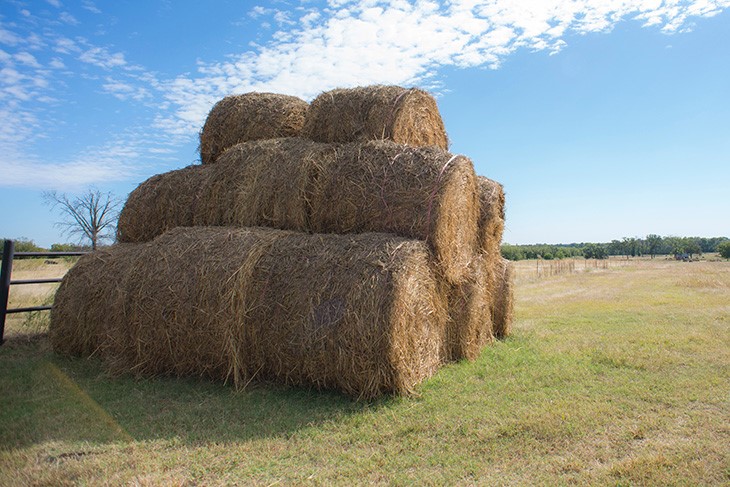 Producers should rotate hay feeding locations for cattle