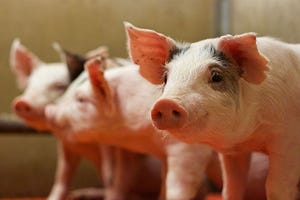 New study establishes calcium:phosphorus ratio in pig diets