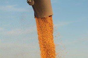 South Africa approves biotech corn events, opening door for U.S. South Africa approves biotech corn events, opening door for U.S.