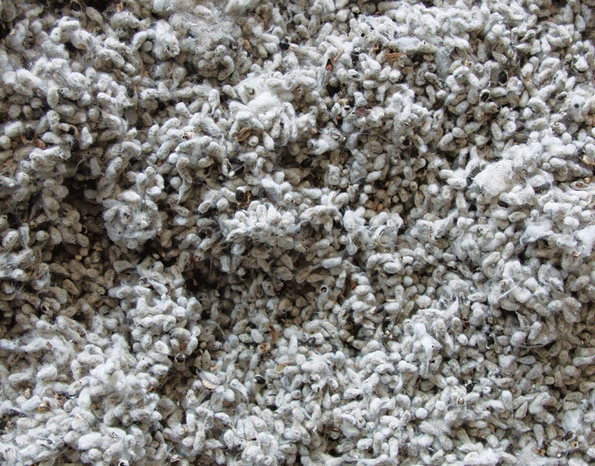 Cottonseed availability projected down from last season