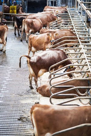 Study suggests need for cull cow lameness evaluation training
