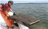 Oyster farming study looks at ecosystem services