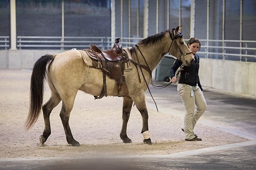 Kansas State adds regenerative medicine therapy for horses
