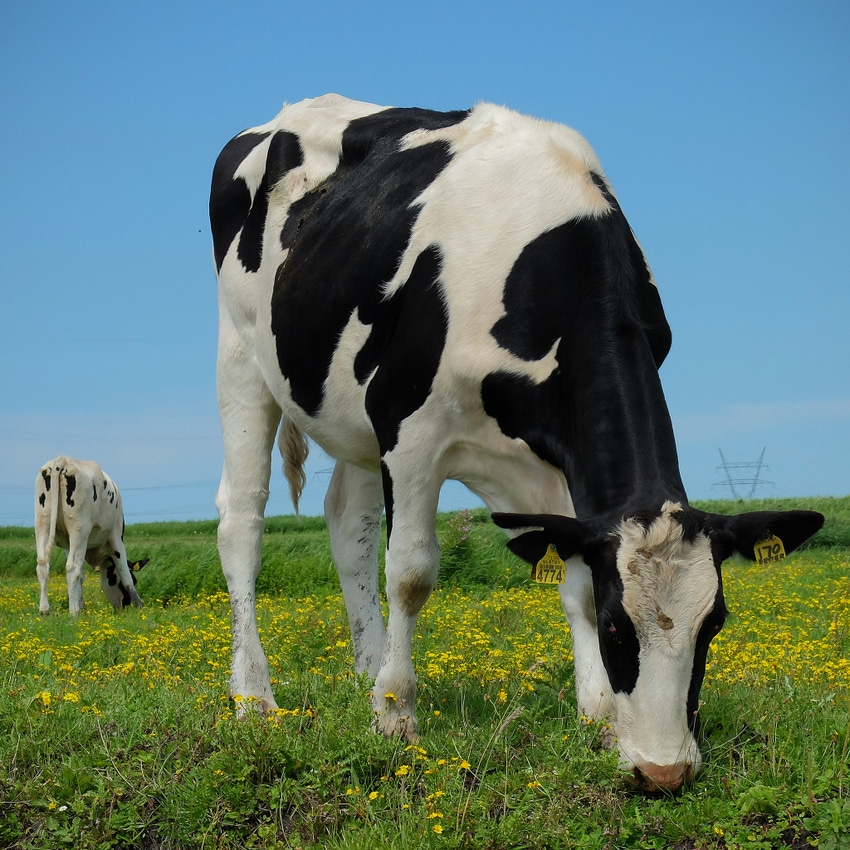Spicing up transition dairy cow diets may aid cow health
