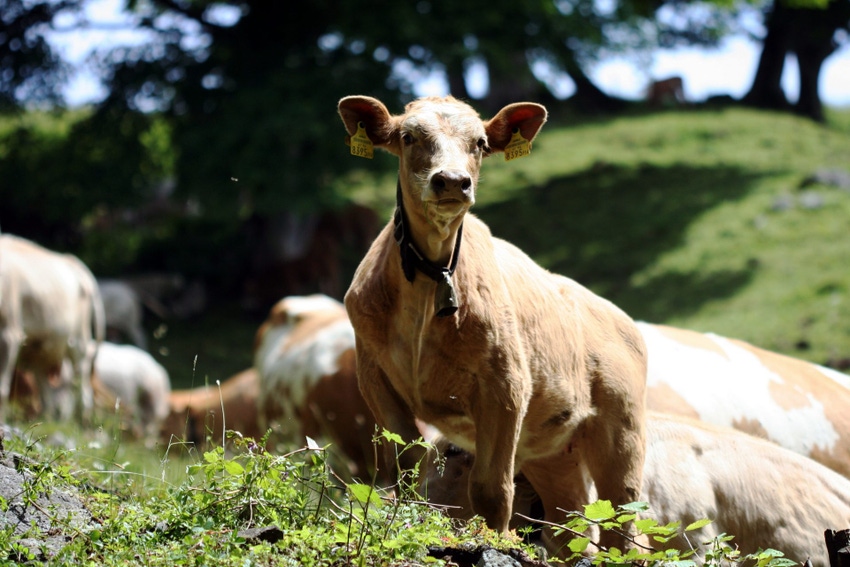 First calf born following IVF embryo breakthrough