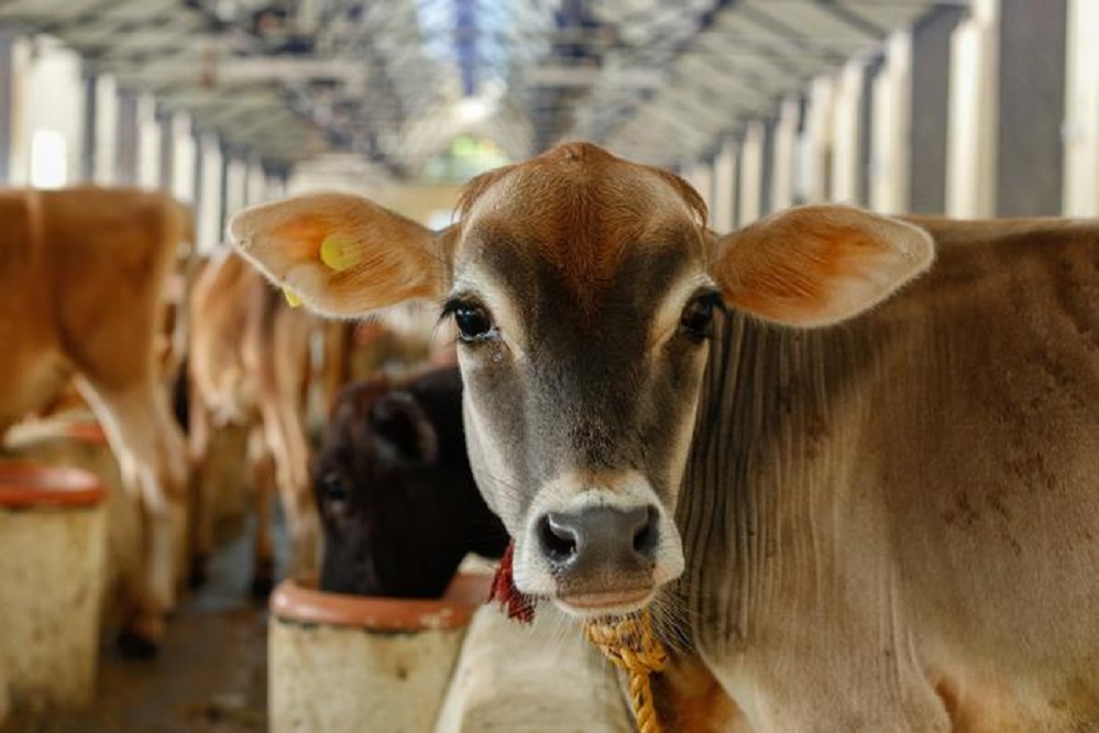 Vaccine protects cattle from bovine tuberculosis, may eliminate disease - Vimarsana News